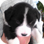 ボーダーコリー　ブリーダー　子犬販売の専門店　AngelWan　横浜