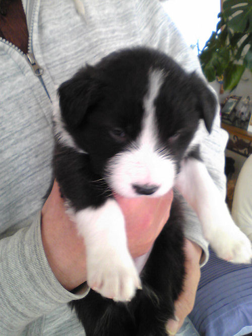 ボーダーコリー　ブリーダー　子犬販売の専門店 AngelWan　瀬谷区　戸塚区　泉区　栄区