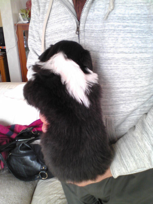 ボーダーコリー　ブリーダー　子犬販売の専門店　AngelWan　藤沢　川崎　町田　相模原