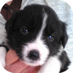 ボーダーコリー　ブリーダー　子犬販売の専門店　AngelWan　横浜