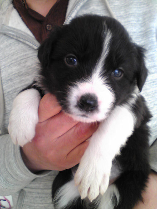 ボーダーコリー　ブリーダー　子犬販売の専門店　AngelWan　群馬　栃木　茨城　埼玉