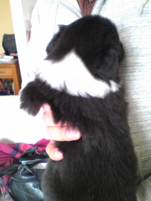 ボーダーコリー　ブリーダー　子犬販売の専門店　AngelWan　福島　岩手　宮城　青森