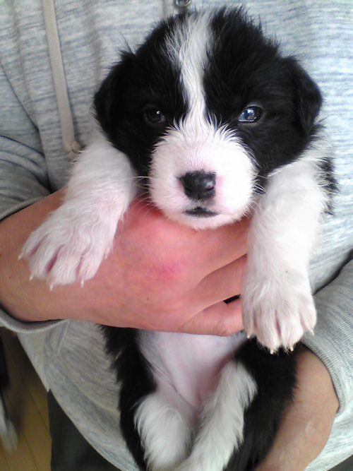 ボーダーコリー　ブリーダー　子犬販売の専門店　AngelWan　平塚　茅ヶ崎　小田原
