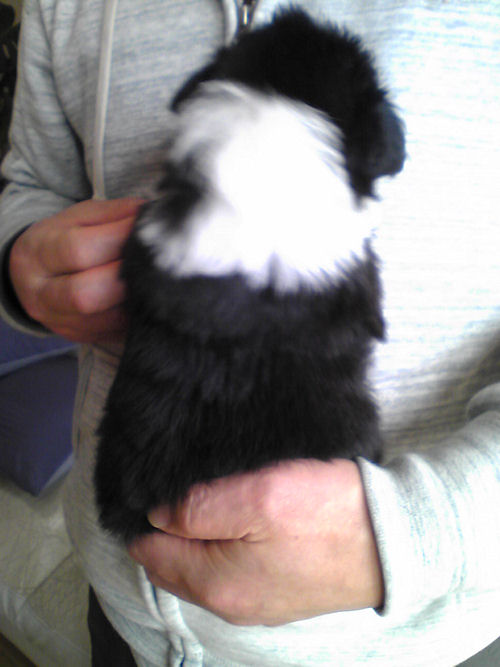 ボーダーコリー　ブリーダー　子犬販売の専門店　AngelWan　鎌倉　逗子　葉山　横須賀