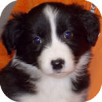 ボーダーコリー　ブリーダー　子犬販売の専門店　　AngelWan　横浜