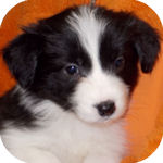 ボーダーコリー　ブリーダー　子犬販売の専門店　　AngelWan　横浜