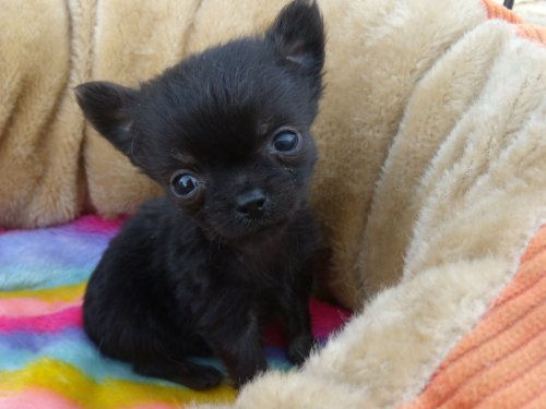 チワワ　ブリーダー　子犬販売の専門店　AngelWan　東京　千葉　神奈川　ロングコート