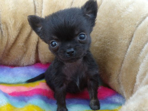 チワワ　ブリーダー　子犬販売の専門店　AngelWan　港北区　青葉区　緑区　都筑区