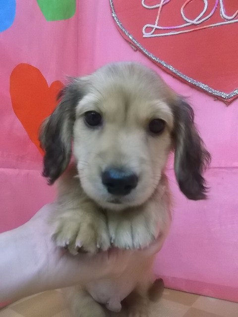 ミニチュアダックスフンド　ブリーダー　子犬販売の専門店　AngelWan　ペットショップ　横浜