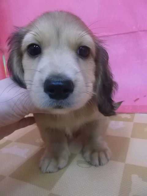 ミニチュアダックスフンド　ブリーダー　子犬販売の専門店　AngelWan　福岡　兵庫　愛知