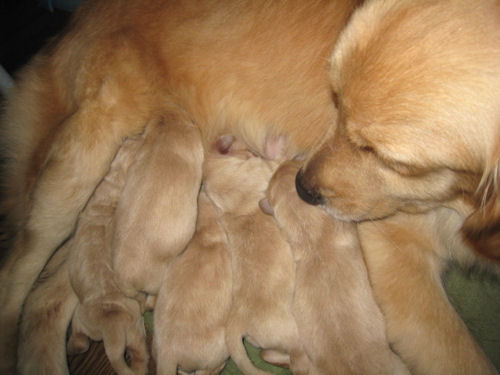 ゴールデンレトリバー　ブリーダー　子犬販売の専門店　AngelWan　東京　千葉　埼玉