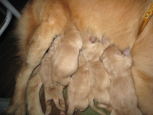 ゴールデンレトリバー　ブリーダー　子犬販売の専門店　AngelWan　湘南　町田　相模原