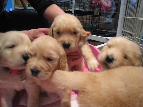 ゴールデンレトリバー　ブリーダー　子犬販売の専門店　AngelWan　福岡　兵庫　愛知