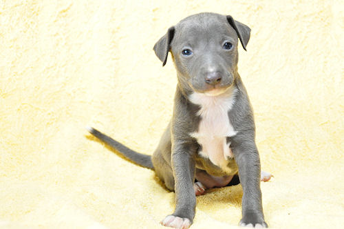 イタグレ　ブリーダー　子犬販売の専門店　AngelWan　千葉　神奈川　東京　兵庫　愛知