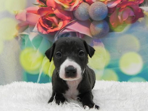 イタリアングレーハウンド　ブリーダー　子犬販売の専門店　AngelWan　岩手　福島　宮城