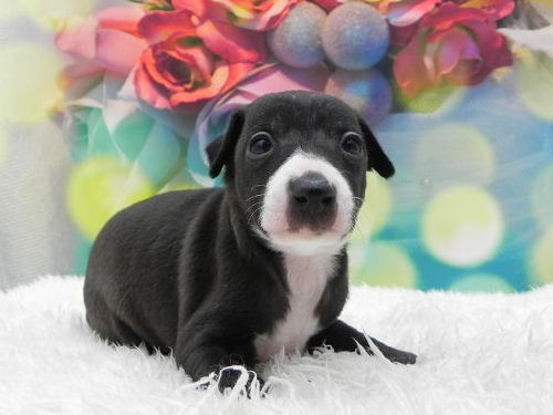 イタリアングレーハウンド　ブリーダー　子犬販売の専門店　AngelWan　町田　相模原