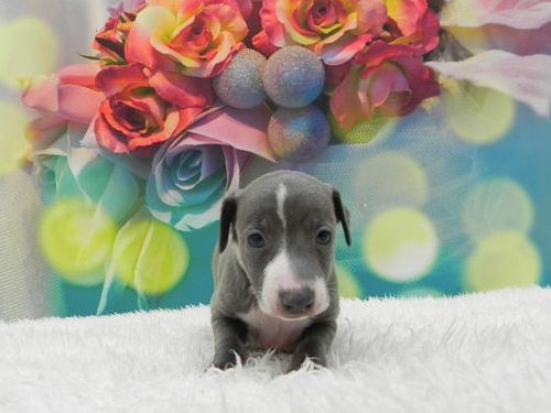 イタリアングレーハウンド ペットショップ 横浜 イタリアングレーハウンド ブリーダー 子犬販売の専門店 AngelWan 川崎 藤沢 東京