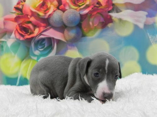 イタリアングレーハウンド 子犬 写真 イタリアングレーハウンド ブリーダー 子犬販売の専門店 AngelWan 福岡 兵庫 愛知