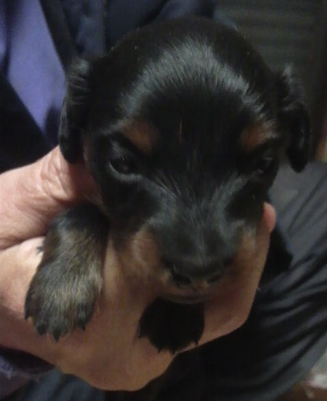 カニンヘンダックスフンド　ブリーダー　子犬販売の専門店　AngelWan　湘南　福岡　兵庫