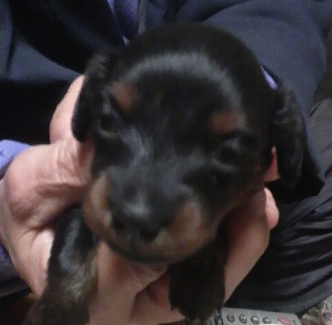 カニンヘンダックスフンド　ブリーダー　子犬販売の専門店　AngelWan　東京　千葉　愛知