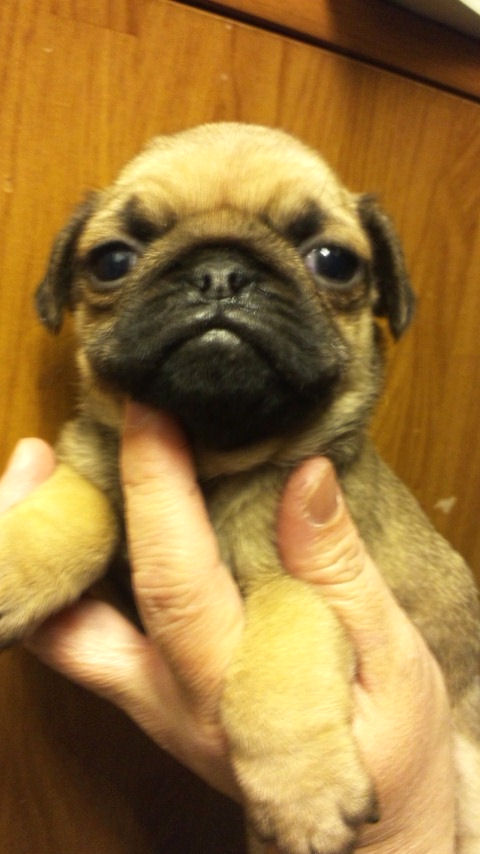 パグ JKC 血統書 パグ ブリーダー 子犬販売の専門店 AngelWan 画像 かわいい ぶさかわ 鼻ぺちゃ