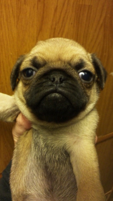 パグ ペットショップ 販売情報 パグ ブリーダー 子犬販売の専門店 AngelWan 横浜 ブログ 直販 ペットショップ