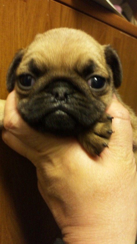 パグ まんまる しわ パグ ブリーダー 子犬販売の専門店 AngelWan フォーン メス 短毛 室内犬 ブヒ