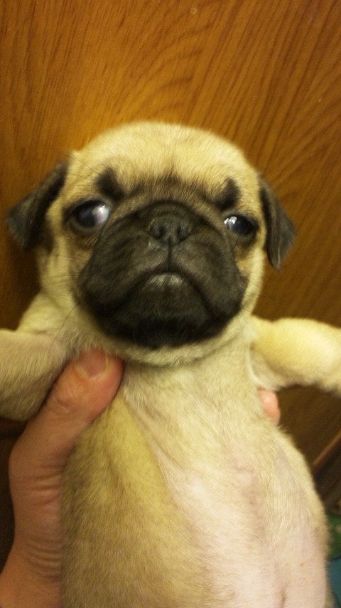 パグ　ブリーダー　子犬販売の専門店　AngelWan　コンパクト　スクエア　バッドイヤー