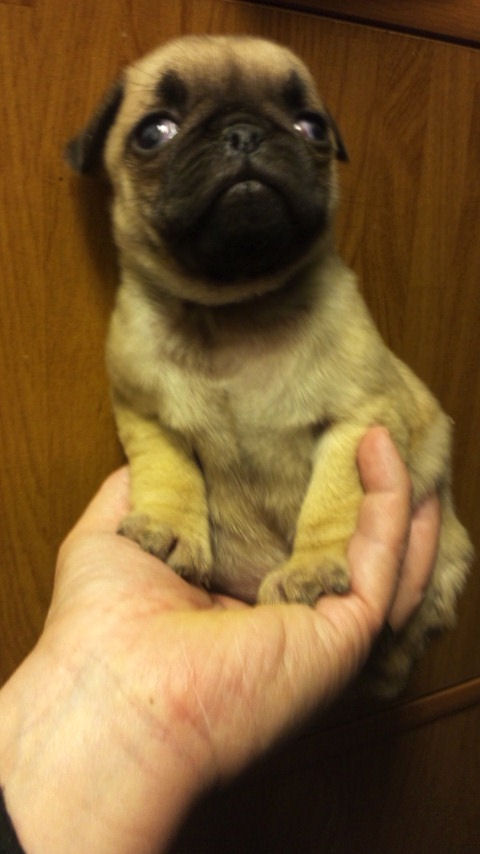 パグ　ブリーダー　子犬販売の専門店　AngelWan　BUHI　全国対応　空輸　ANA　JAL