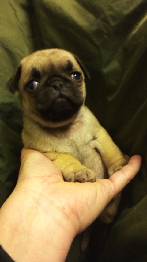 パグ　ブリーダー　子犬販売の専門店　AngelWan　しわ　つぶれ顔　おっさん　いびき