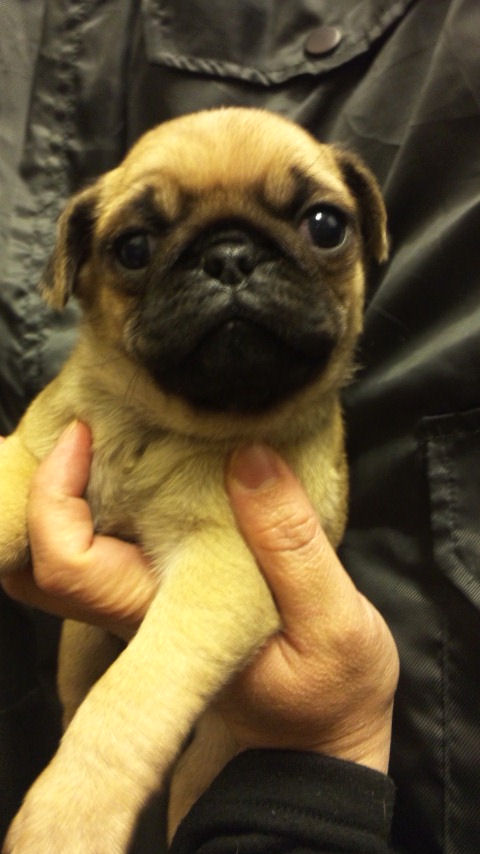 パグ 仔犬 ブリーダー パグ ブリーダー 子犬販売の専門店 AngelWan 千葉 埼玉 神奈川 福岡 兵庫