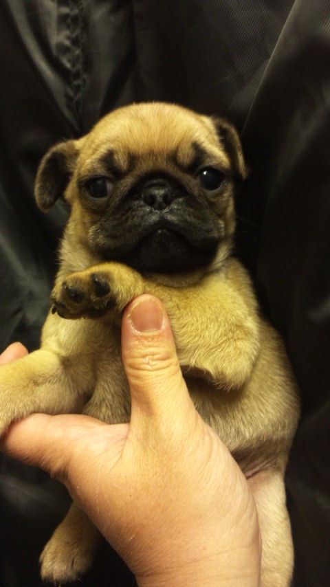 パグ JKC 出産情報 パグ ブリーダー 子犬販売の専門店 AngelWan 戸塚区 瀬谷区 旭区 港北区 栄区