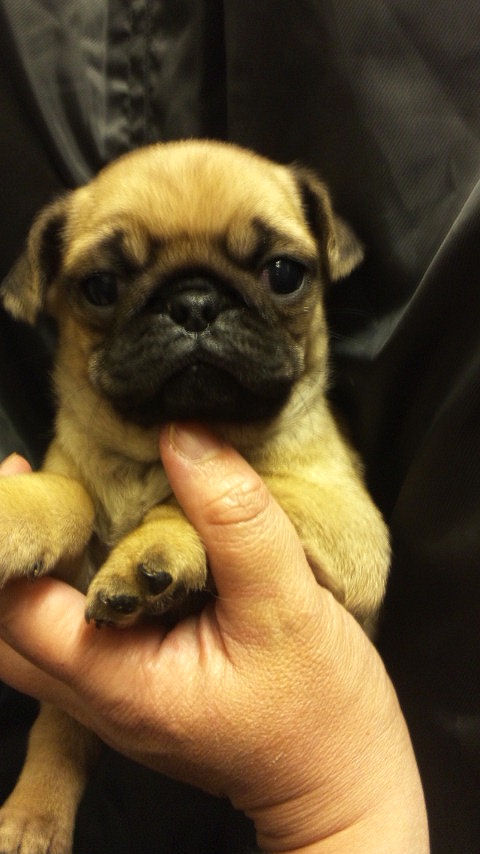 パグ ペットショップ 横浜 パグ ブリーダー 子犬販売の専門店 AngelWan 港南区 都筑区 青葉区 緑区 中区