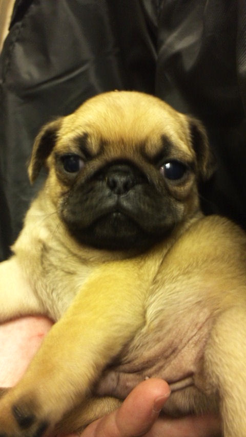 パグ　ブリーダー　子犬販売の専門店　AngelWan　藤沢　鎌倉　逗子　葉山　横須賀