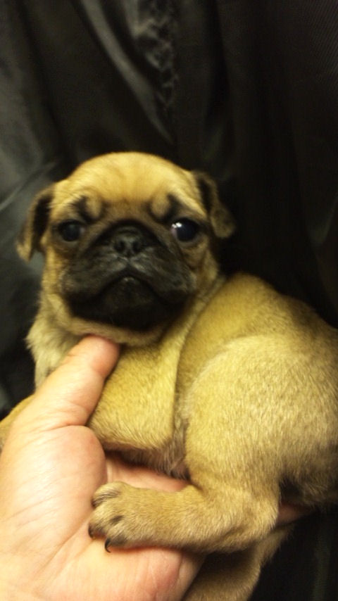 PUG ぶさかわ 子犬 パグ ブリーダー 子犬販売の専門店 AngelWan 金沢区 磯子区 鶴見区 川崎 横浜