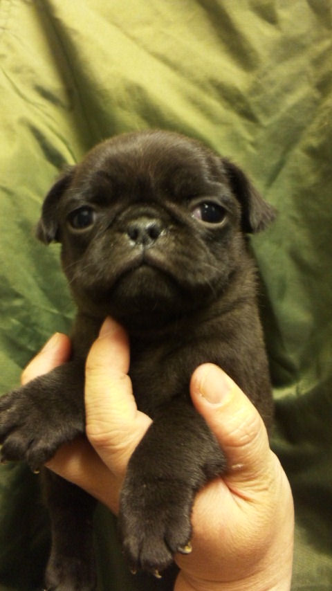 パグ　ブリーダー　子犬販売の専門店　AngelWan　秋田　青森　岩手　福島　宮城　茨城