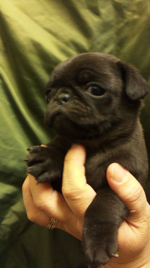 パグ　ブリーダー　子犬販売の専門店 AngelWan　JKC　インターネット通販　ペットショップ