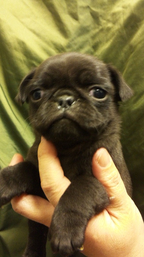 パグ　ブリーダー　子犬販売の専門店　AngelWan　ペットショップ　横浜　神奈川　関東