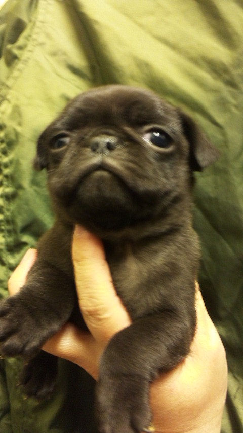 パグ　ブリーダー　子犬販売の専門店 AngelWan　愛知　名古屋　神戸　兵庫　大阪　岡山