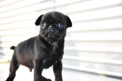 パグ　ブリーダー　子犬販売の専門店　ＡｎｇｅｌＷａｎ　千葉　ペット通販　出産情報　ＪＫＣ