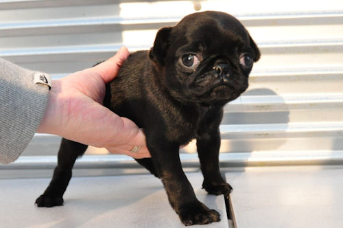 パグ　ブリーダー　子犬販売の専門店　ＡｎｇｅｌＷａｎ　川崎　町田　相模原　藤沢　茅ヶ崎