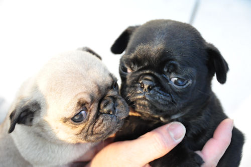 パグ　ブリーダー　子犬販売の専門店　ＡｎｇｅｌＷａｎ　横須賀　保土ヶ谷　黒　トレーナー