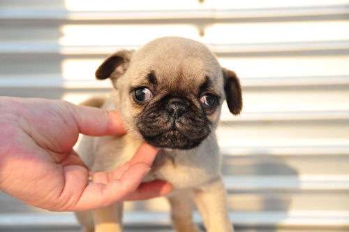 パグ　ブリーダー　子犬販売の専門店　ＡｎｇｅｌＷａｎ　戸塚区　鎌倉　逗子　葉山　湘南