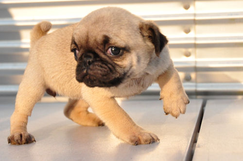 パグ　ブリーダー　子犬販売の専門店　ＡｎｇｅｌＷａｎ　泉区　港北区　都筑区　青葉区　緑区