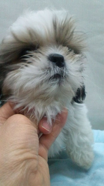 シーズー 子犬直販 ブリーダー シーズー ブリーダー 子犬販売の専門店 AngelWan 戸塚区 瀬谷区 栄区 泉区