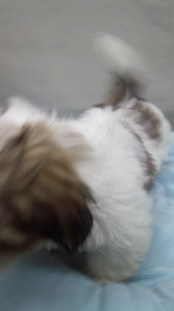 シーズー こいぬ 画像 シーズー ブリーダー 子犬販売の専門店 AngelWan 東京 千葉 埼玉 神奈川 静岡