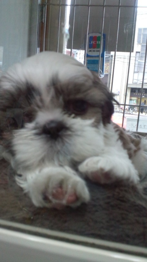 シーズー 子犬出産情報 ブリーダー シーズー ブリーダー 子犬販売の専門店 AngelWan 港南区 港北区 都筑区 青葉区