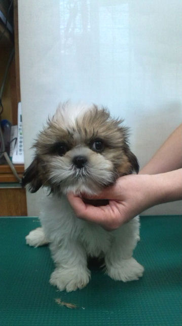 シーズー 見学歓迎 仔犬情報 シーズー ブリーダー 子犬販売の専門店 AngelWan 栄区 港南区 戸塚区 泉区