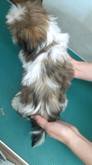 シーズー 子犬直販 ブリーダー シーズー ブリーダー 子犬販売の専門店 AngelWan 福岡 岡山 福島 青森 秋田