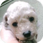 トイプードル　ブリーダー　子犬販売の専門店　AngelWan　横浜